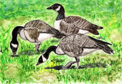 canada-geese-painting-by-artist-dj-geribo.jpg